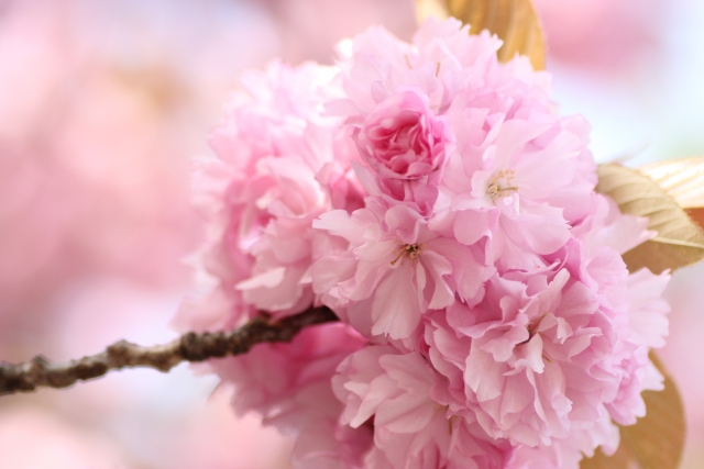 春風駘蕩　意味　使い方　例文　類語　対義語　英語