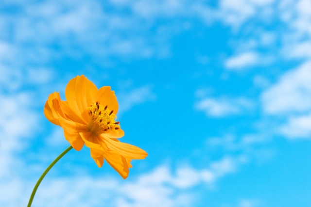 一つの花　あらすじ　意味調べ　テスト　教科書　問題