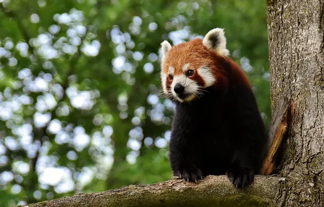 動物園というメディア テスト対策　100字要約　現代の国語　意味調べノート