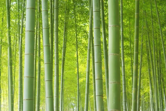 なよ竹のかぐや姫 現代語訳 あらすじ 意味調べノート 単語 解説