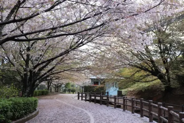 葉桜と魔笛 　あらすじ　解説　テスト対策問題　文学国語　現代文