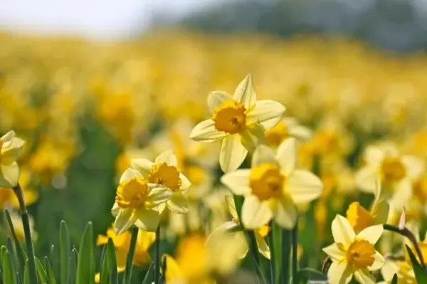 太宰治　水仙　意味調べノート　語句調べ　漢字　破った理由　テスト問題